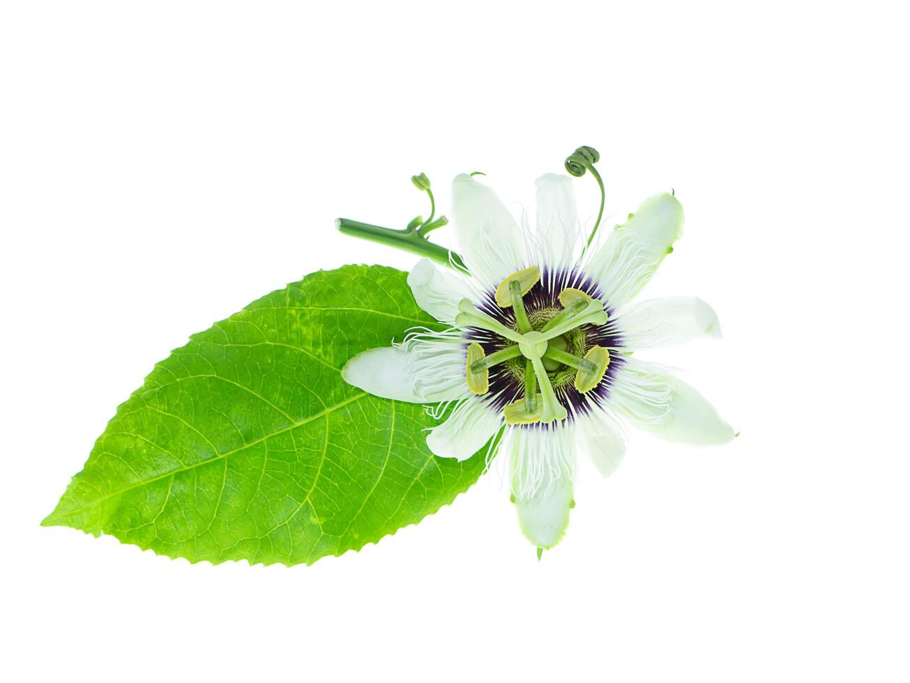 Weiß Passiflora Edulis Blume. foto