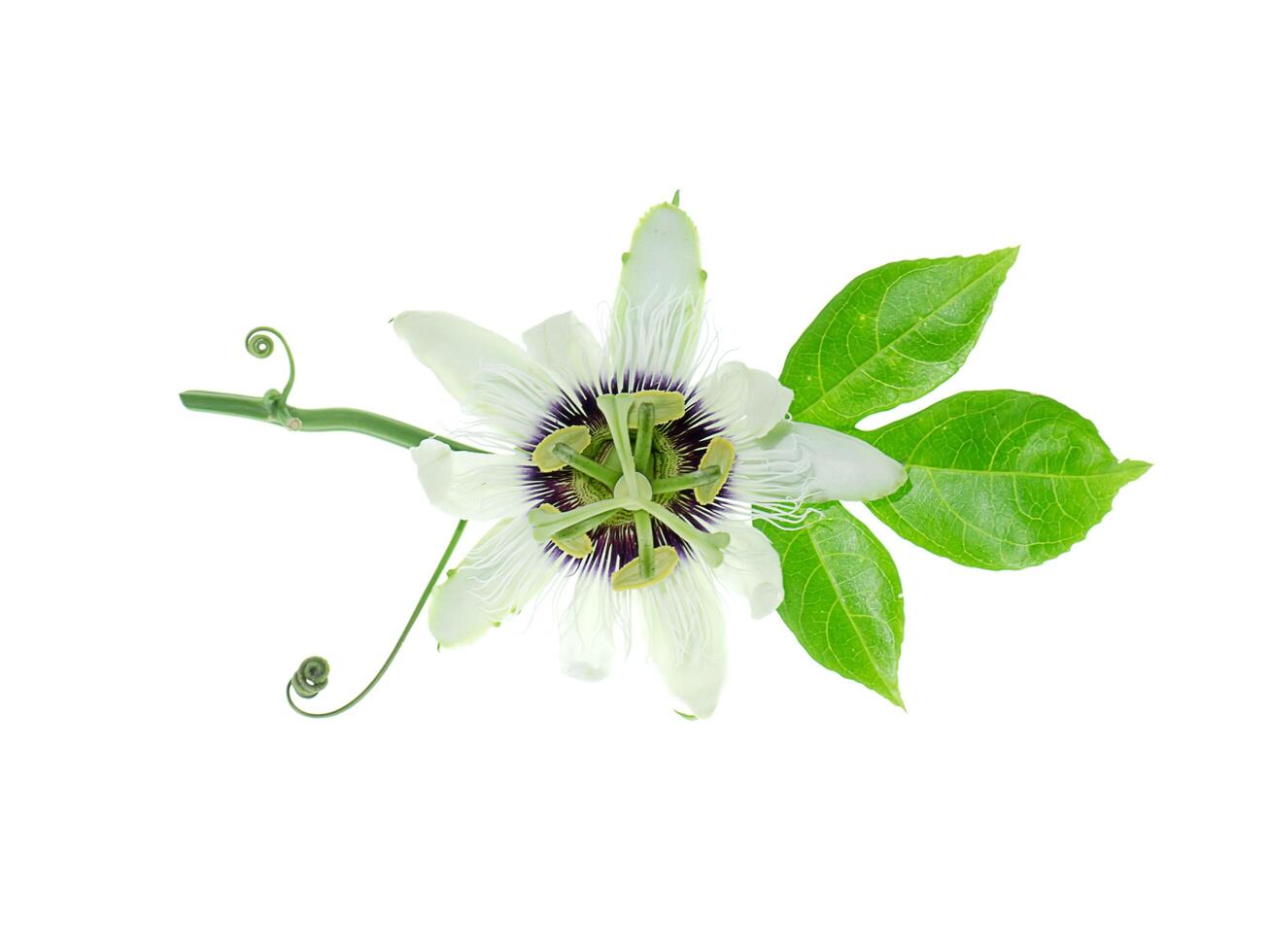 Weiß Passiflora Edulis Blume. foto