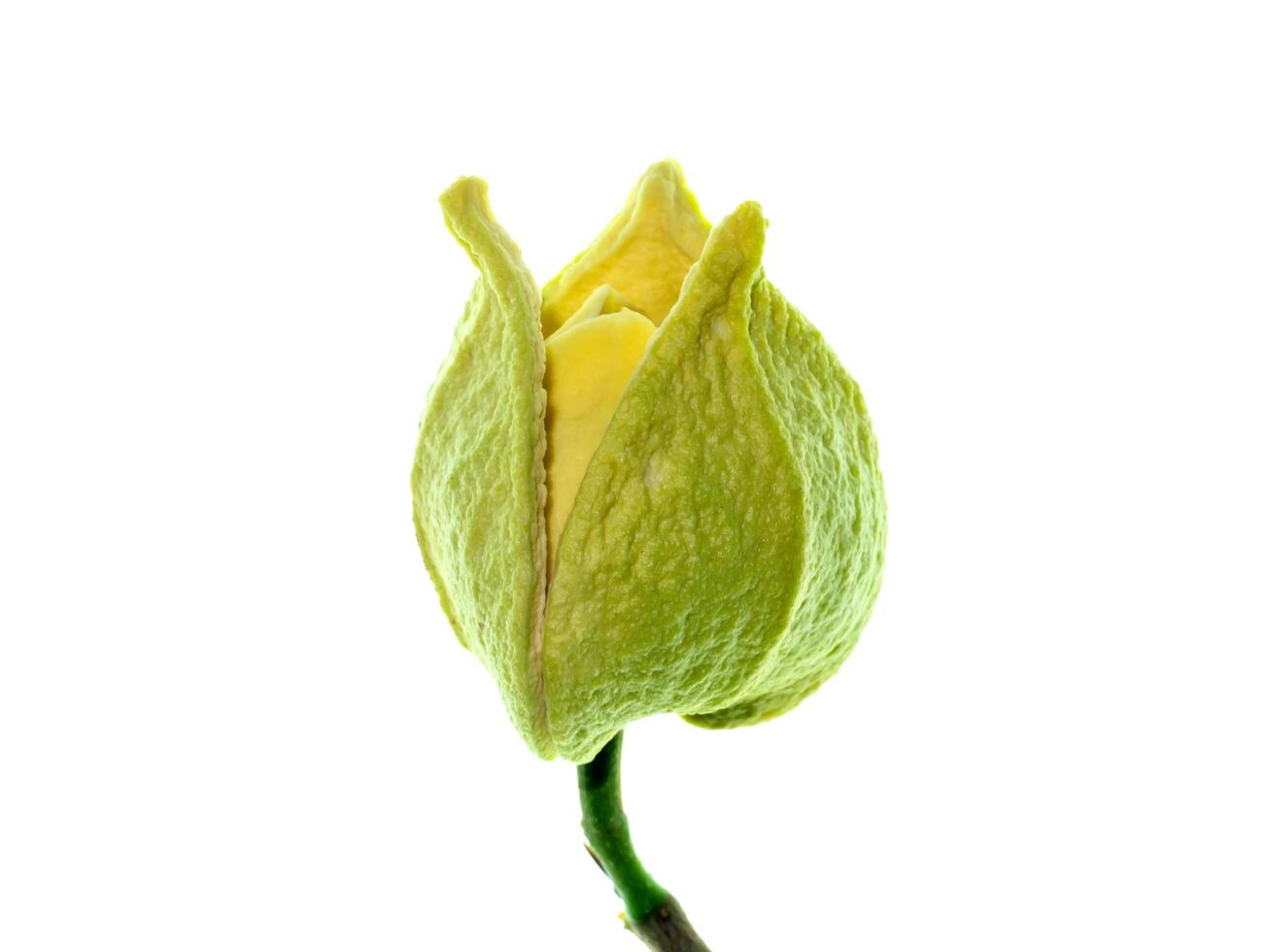 schließen oben Soursop Blume foto