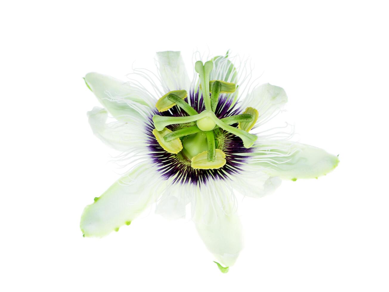 Weiß Passiflora Edulis Blume. foto