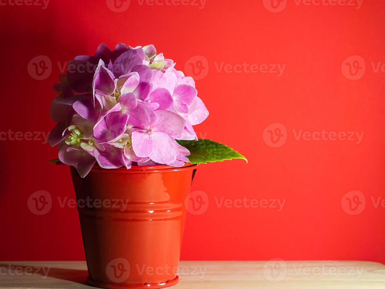 Nahaufnahme Hortensienblume foto