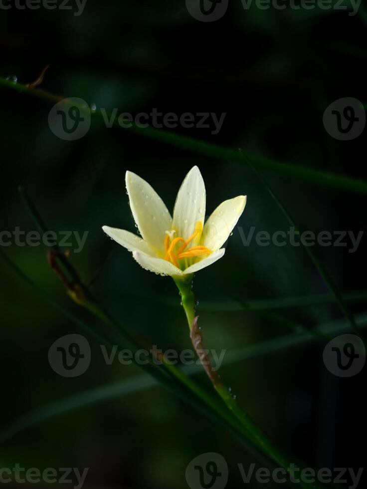 schön Regen Lilie Blume foto