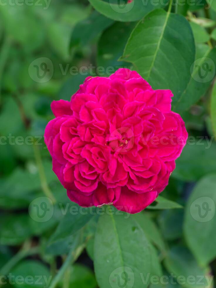 dunkel Rosa von Damast Rose Blume. foto