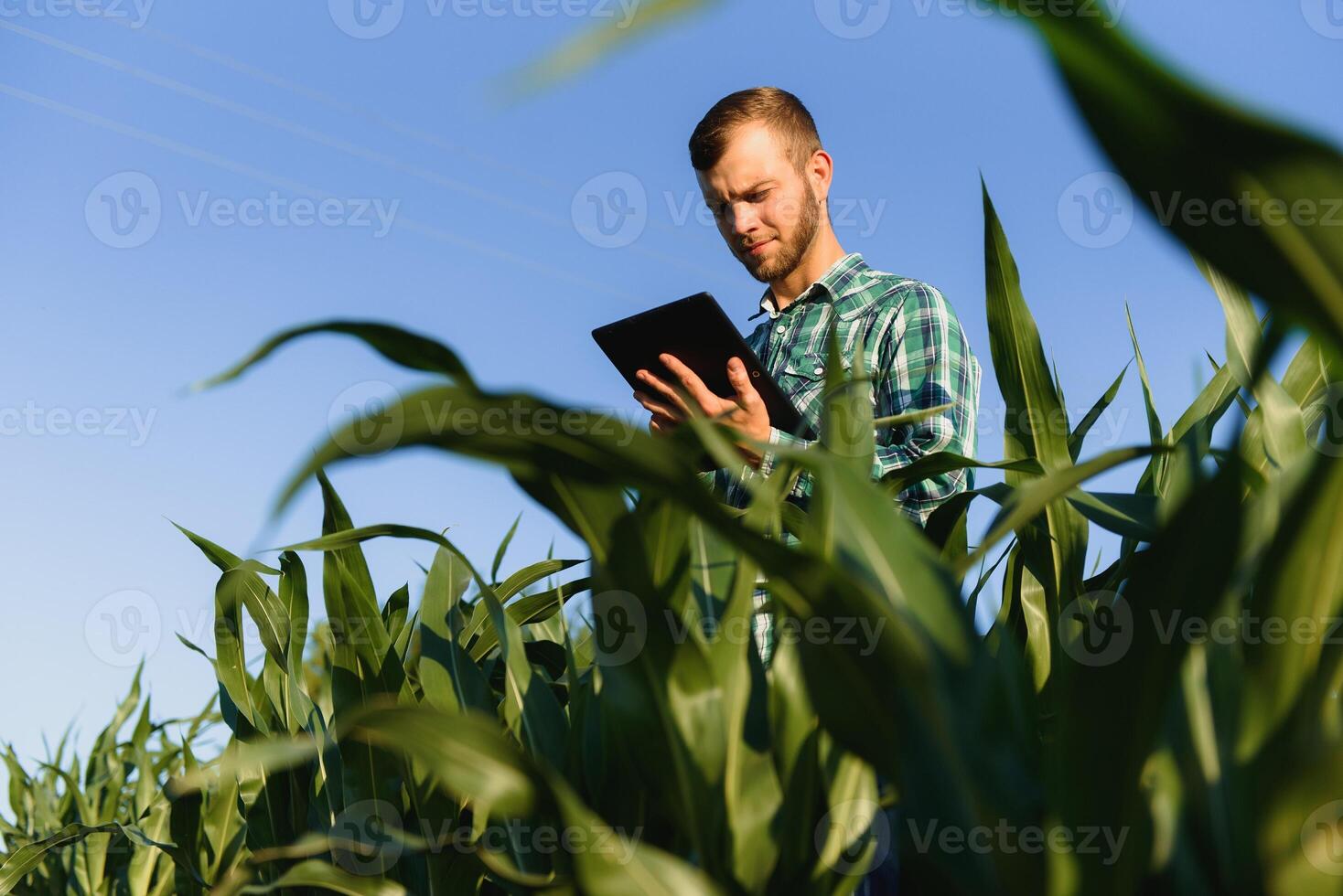 glücklich jung Farmer oder Agronom mit Tablette im Mais Feld. Bewässerung System im das Hintergrund. organisch Landwirtschaft und Essen Produktion foto