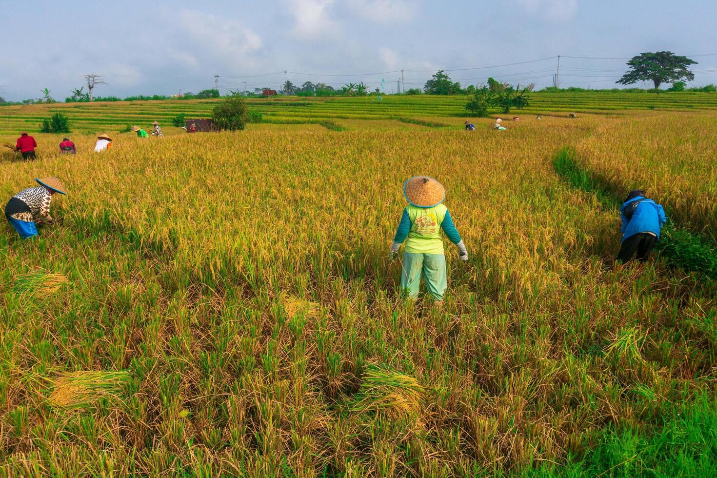 das Schönheit von das nebelig Morgen Panorama mit Sonnenaufgang und Reis Felder im bengkulu foto