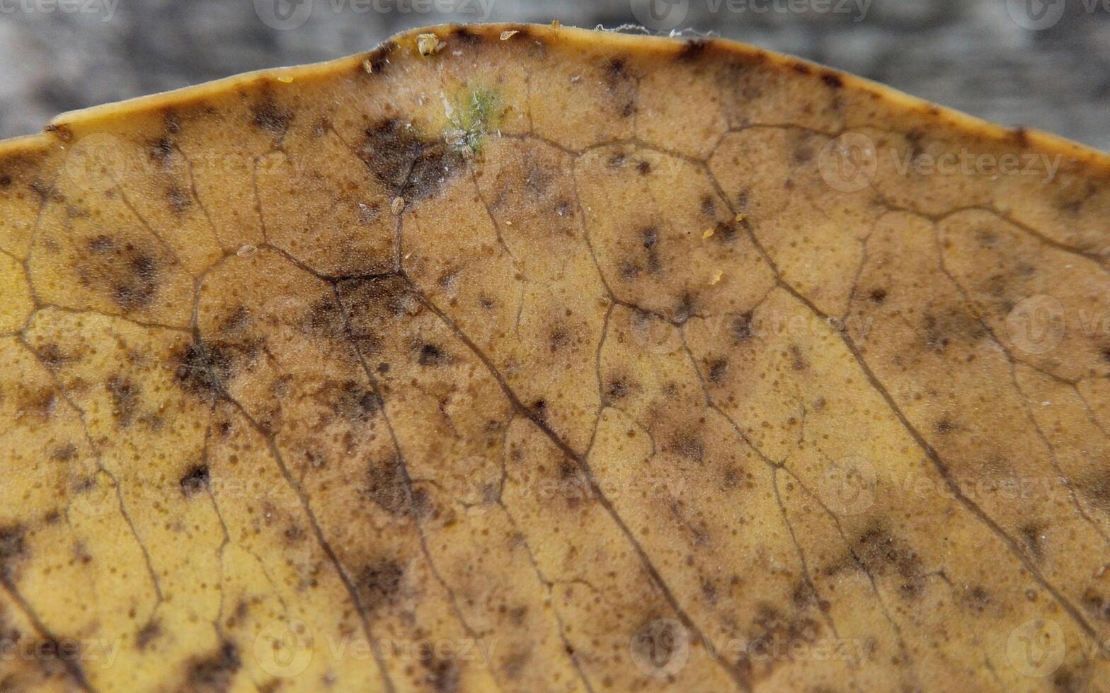 schließen oben von ein Gelb Blatt mit Schimmel auf das Oberfläche. Makro foto