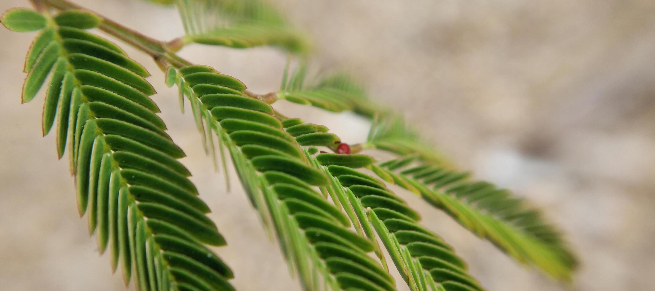 Grün Blätter von Akazie Baum auf verschwommen Hintergrund, Nahansicht foto