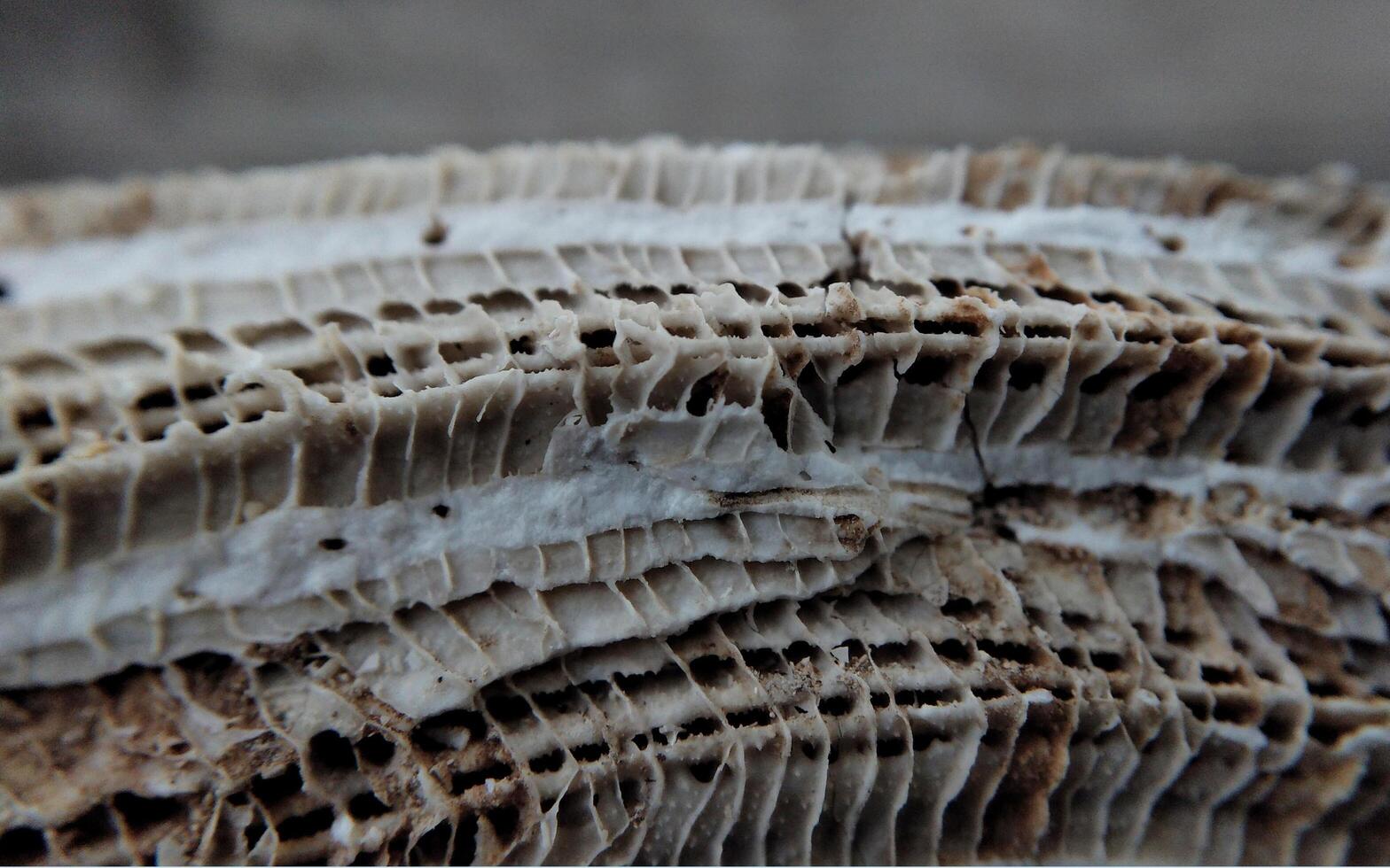 Pilz Textur, Nahansicht von ein Pilz. natürlich Hintergrund foto