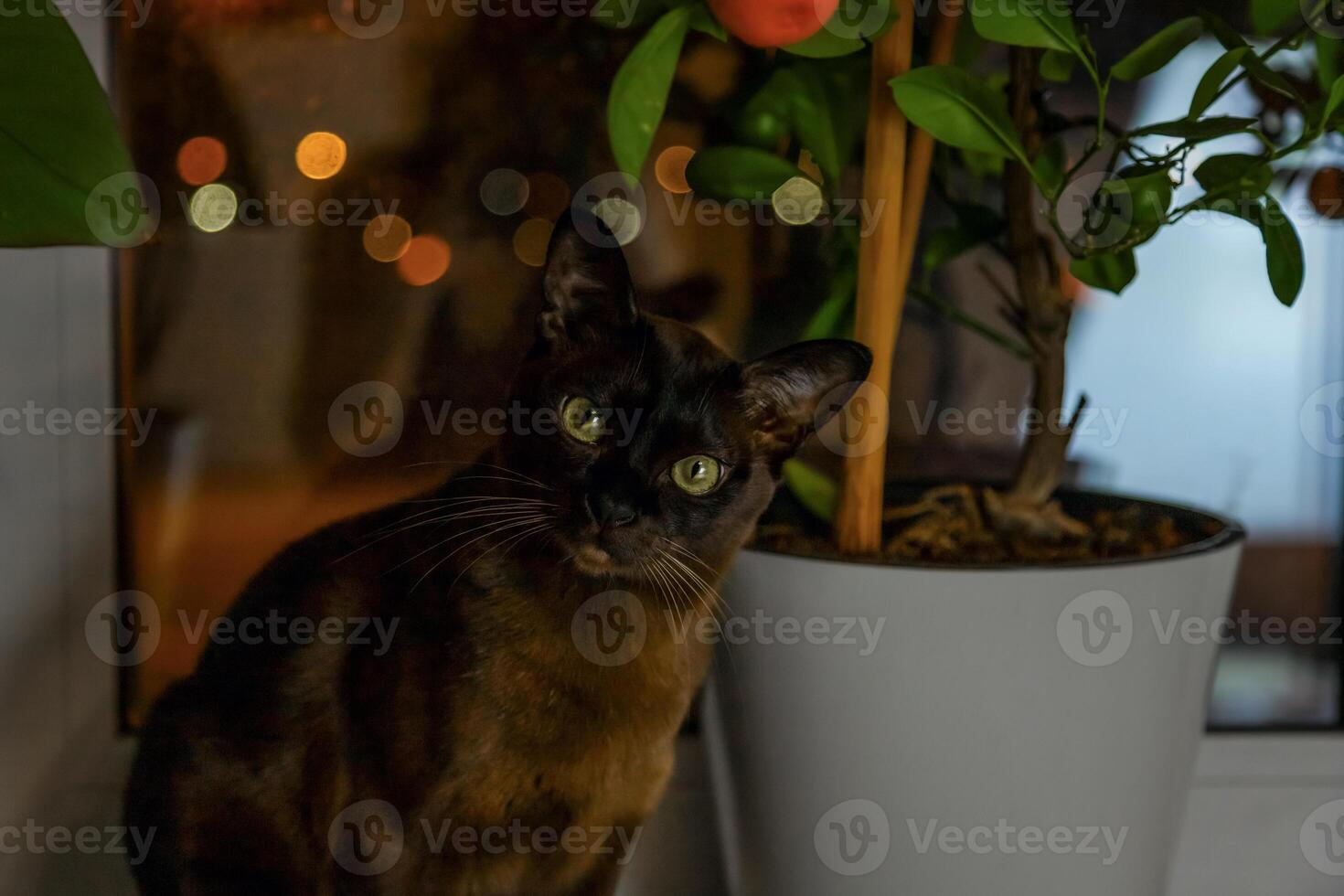 ein echt Erwachsene braun Katze auf das Fenster unter das Pflanzen im das Abend Licht. foto