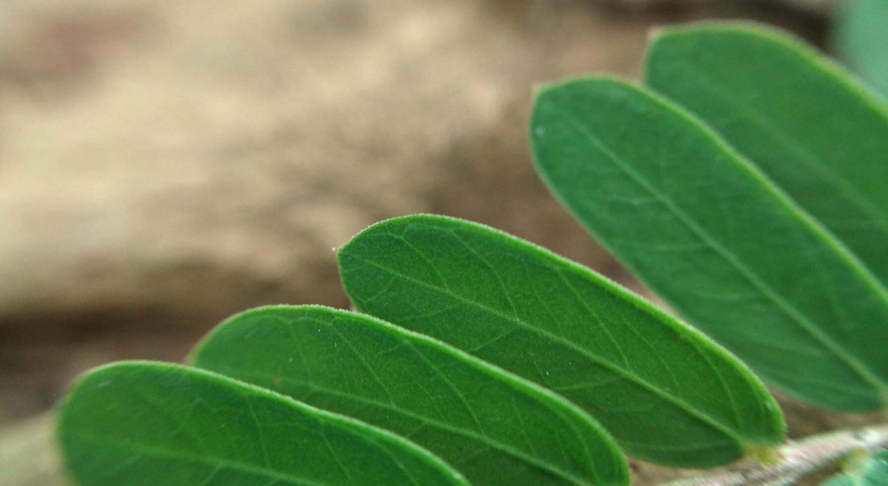 Grün Blatt Makro schließen oben Hintergrund hoch Qualität foto