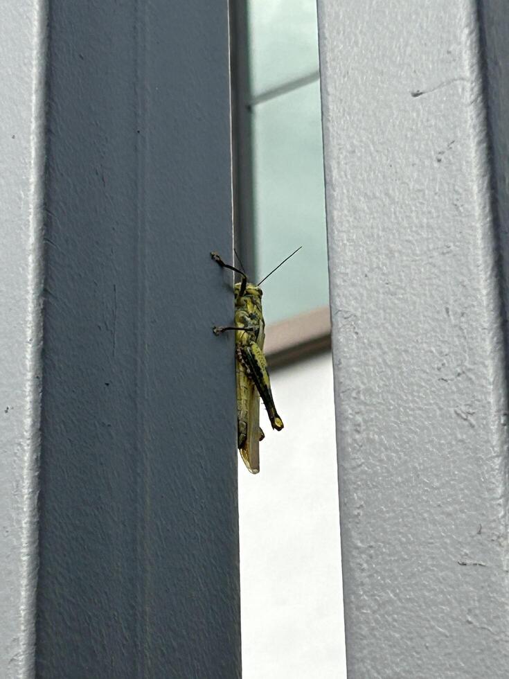 Heuschrecke haftet zu Vertikale Oberfläche foto