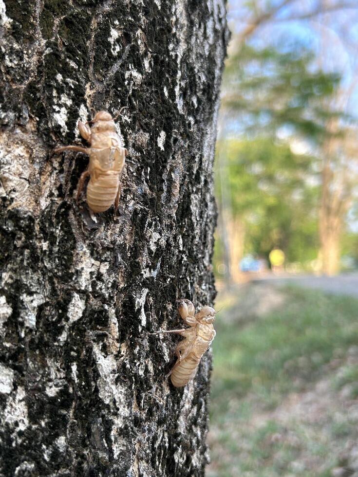Zikade Schale haftet zu Baum Rinde foto