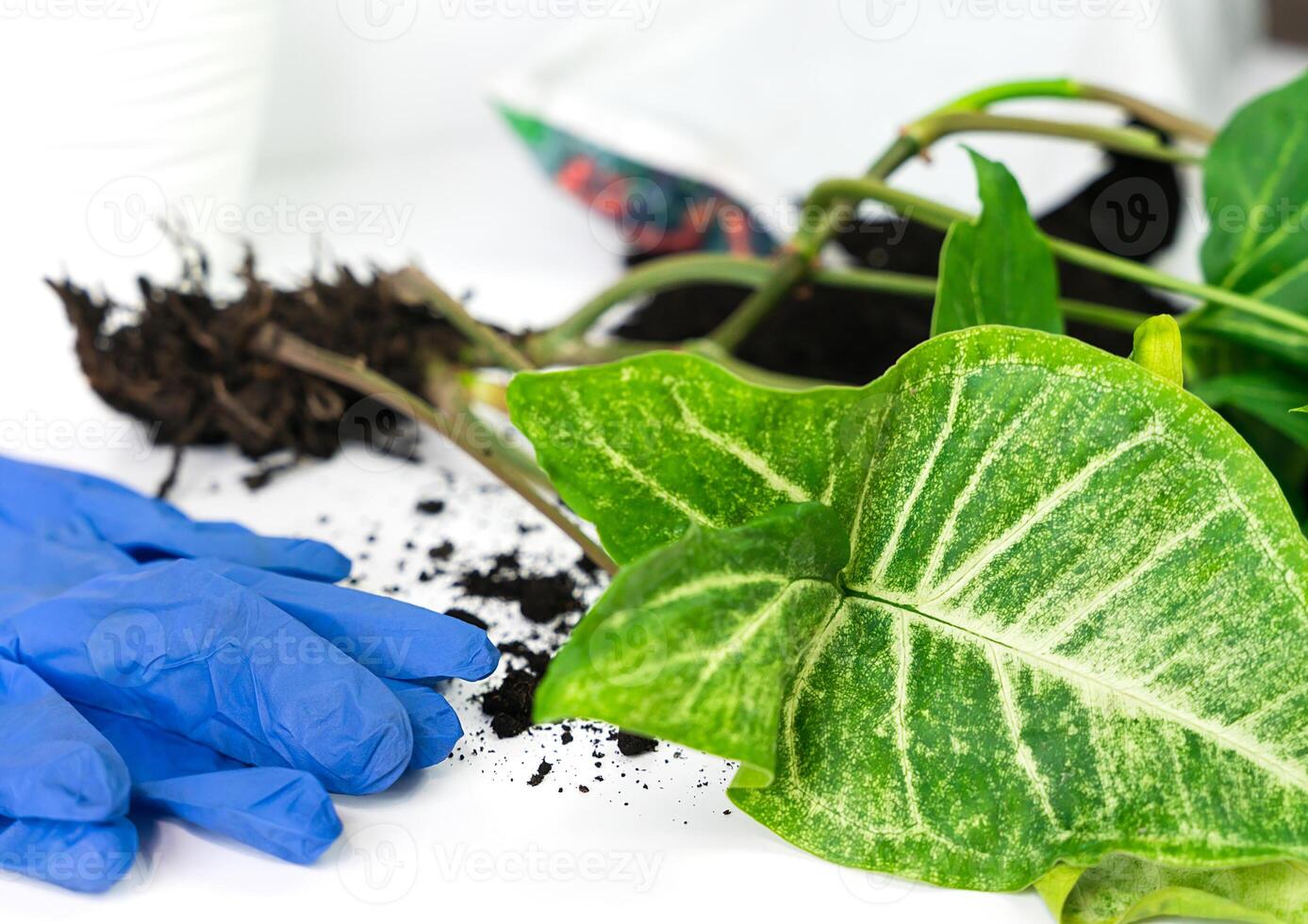 Umpflanzen Syngonium Pflanze beim heim. Zuhause Gartenarbeit. Nahansicht. selektiv Fokus. foto