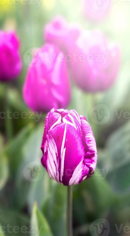 Frühling natürlich Hintergrund mit Rosa Tulpen im das Garten. Nahansicht. selektiv Fokus. foto