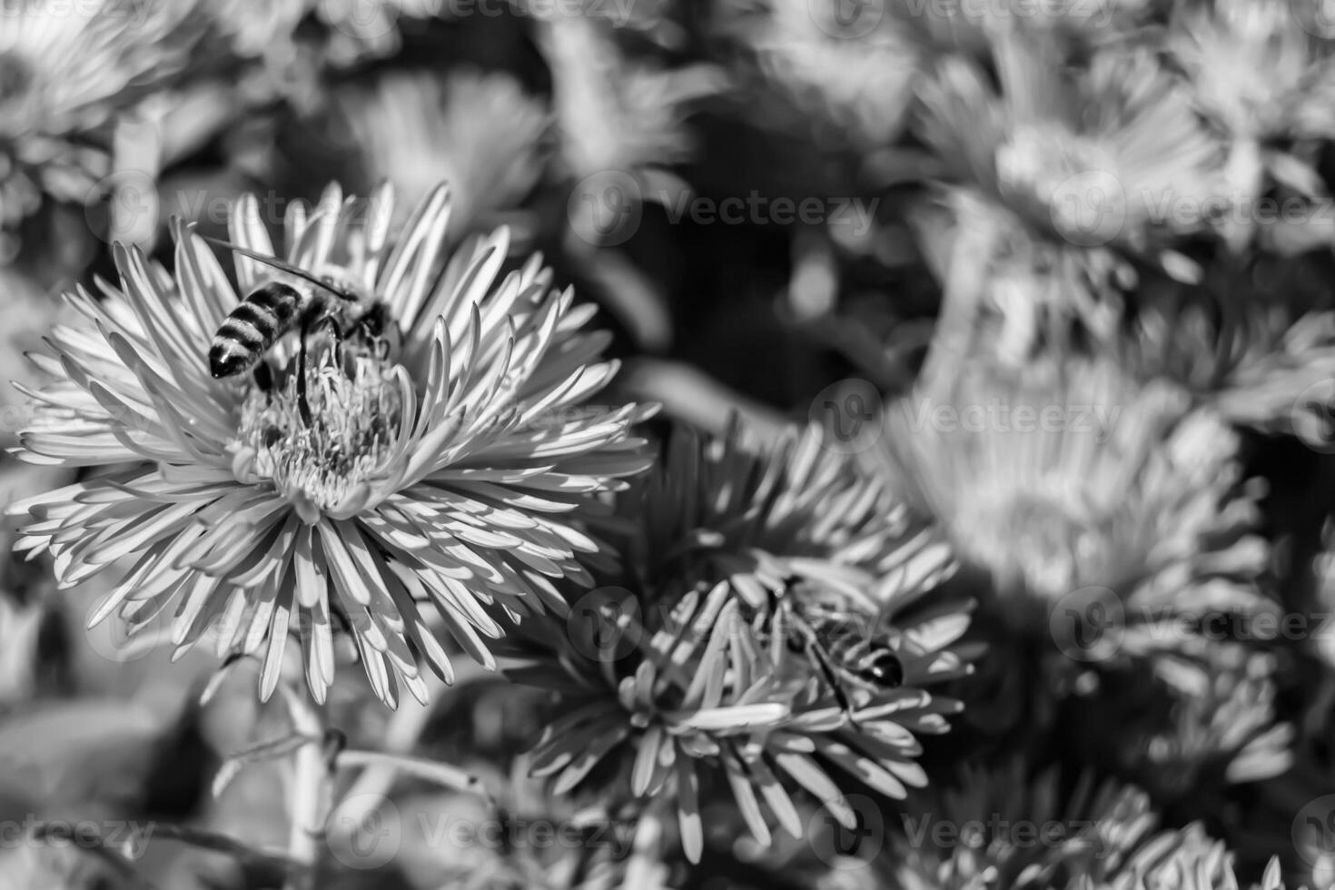 schöne wilde Blume geflügelte Biene auf der Hintergrundlaubwiese foto