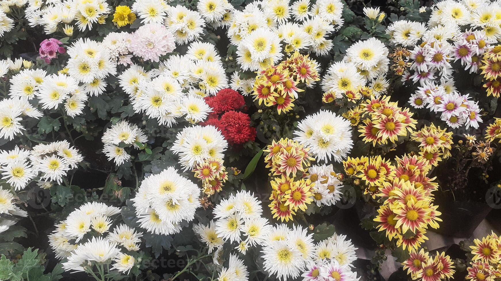 Aster Blume im Guci Orchidee Garten tegal Regentschaft foto