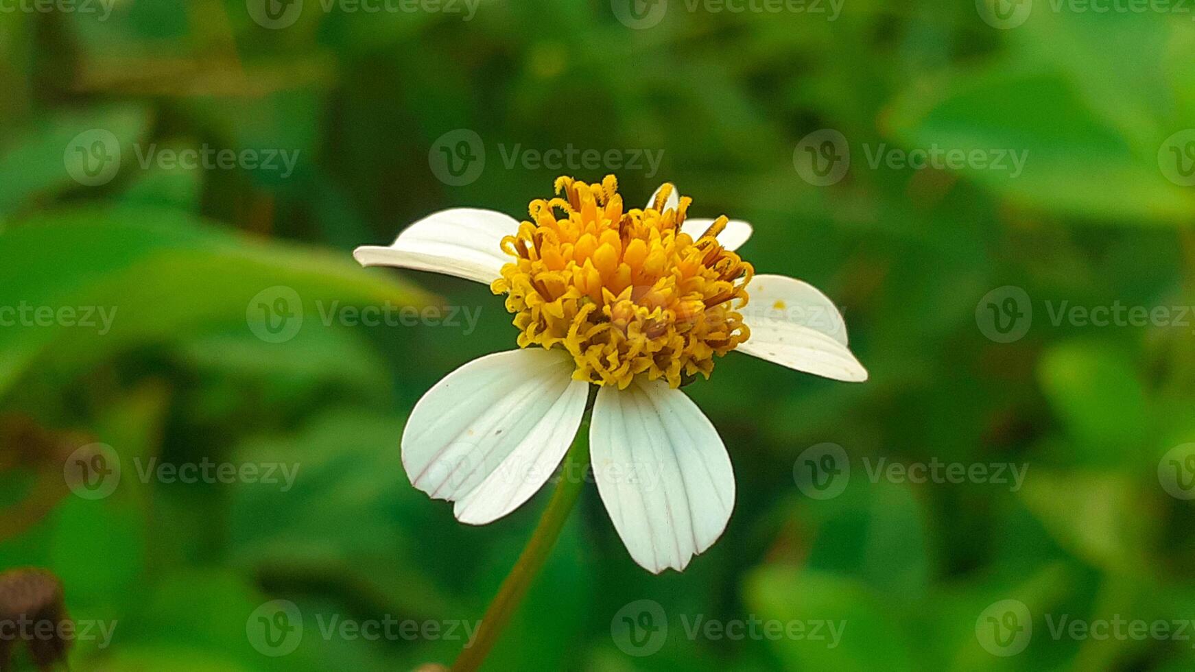 schließen oben biden pilosa oder Weiß Blume wachsend im das Garten foto