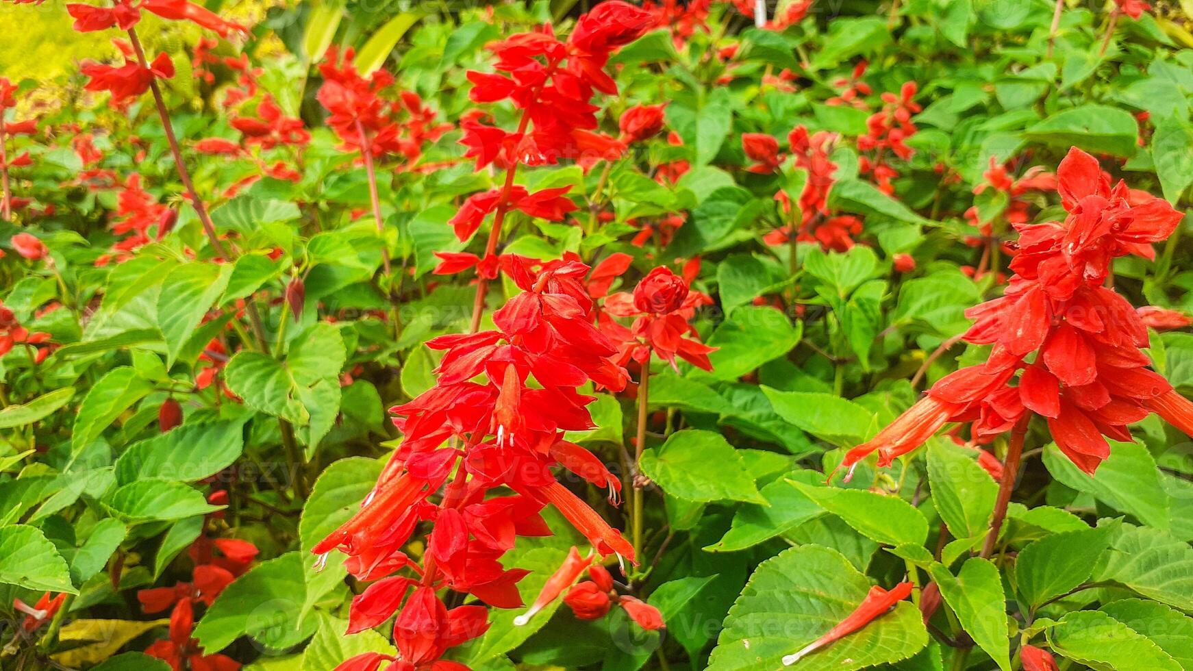 rot Loela Blume im das Garten foto