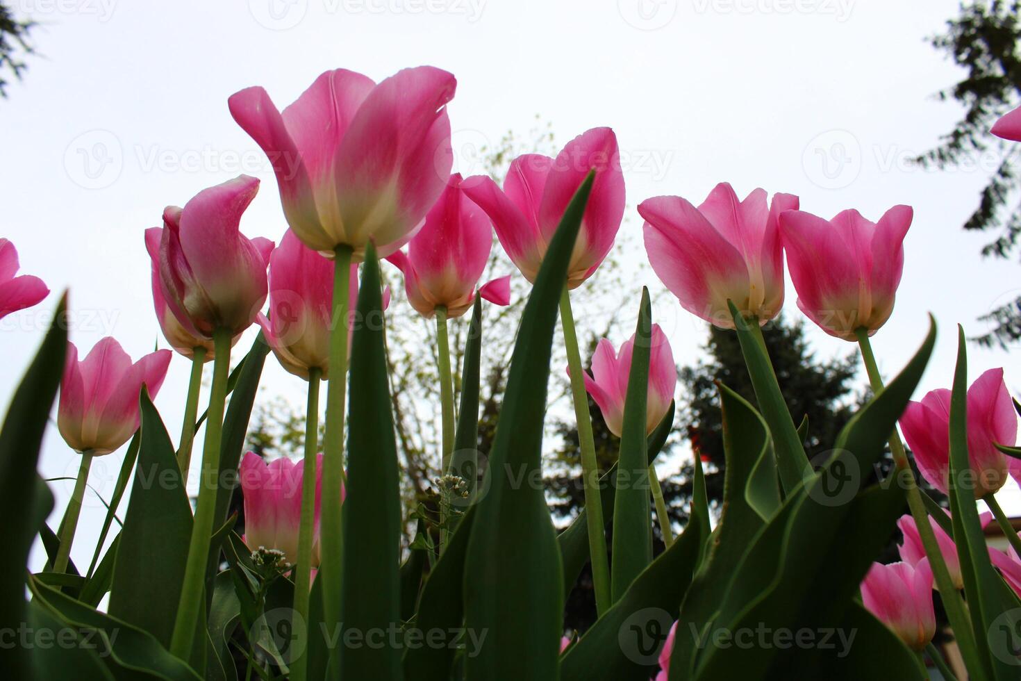 Rosa Tulpen gegen ein klar Himmel foto