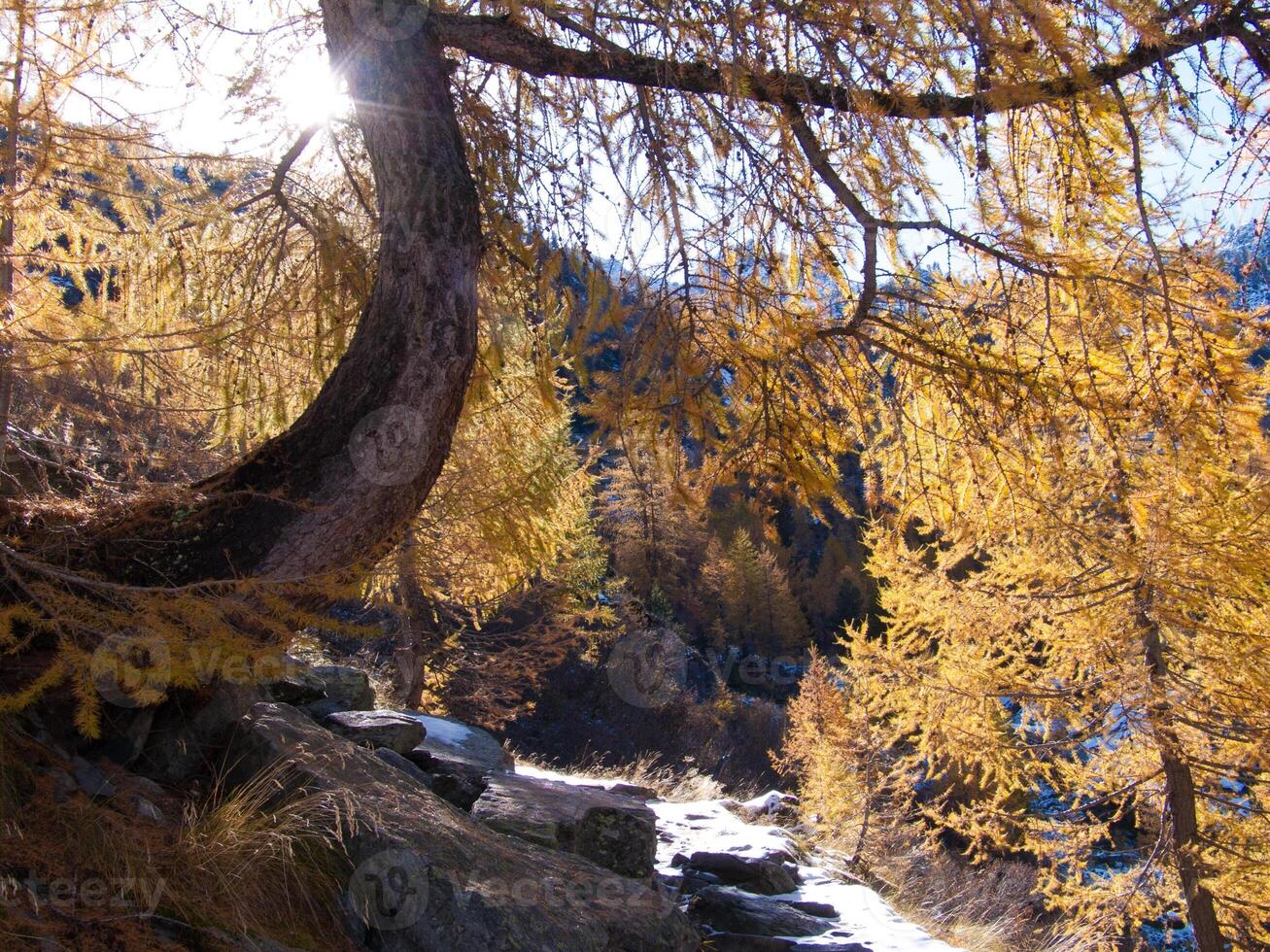 ein Baum mit Gelb Blätter foto