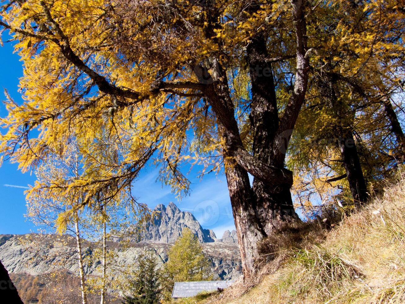 ein groß Baum mit Gelb Blätter foto