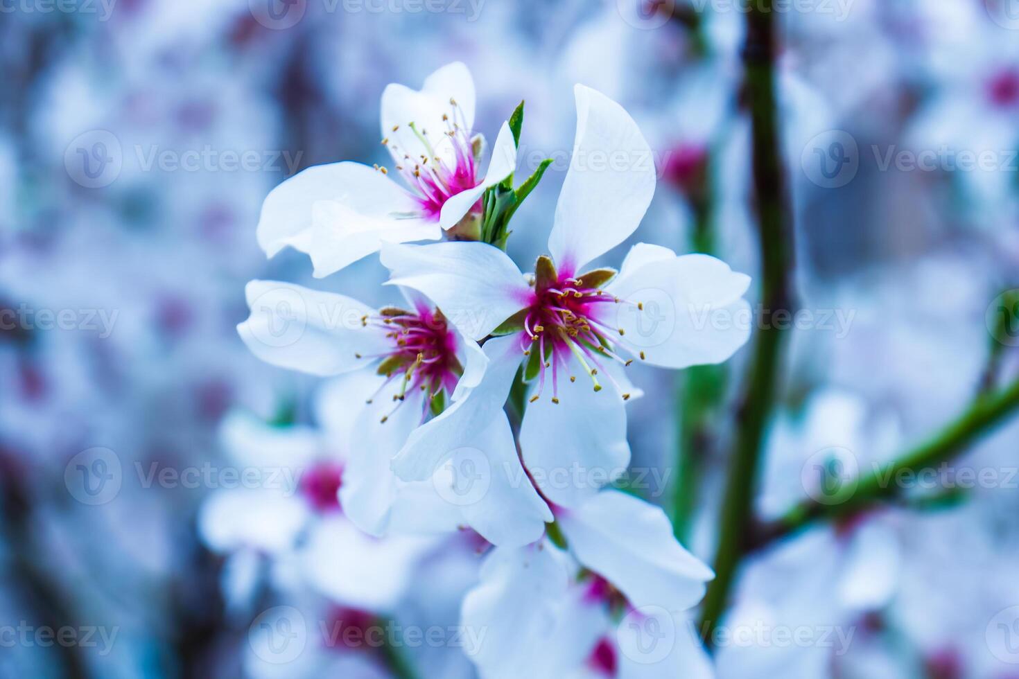 Kirsche blühen im Frühling, Weiß Blumen auf das Frühling Baum foto