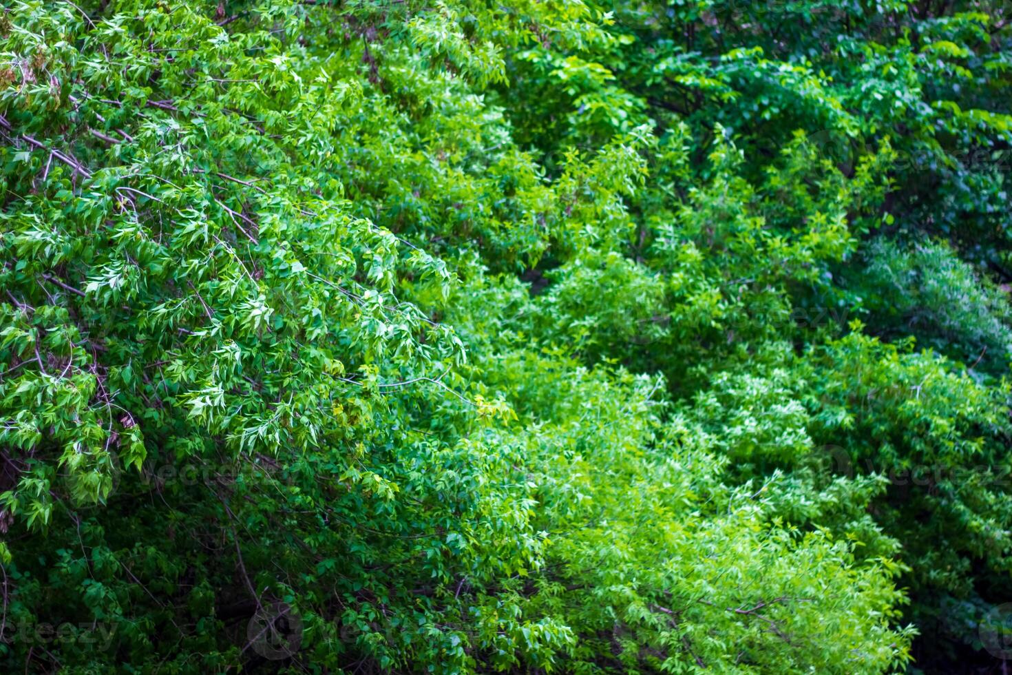 Grün Natur, Frühling Landschaft foto