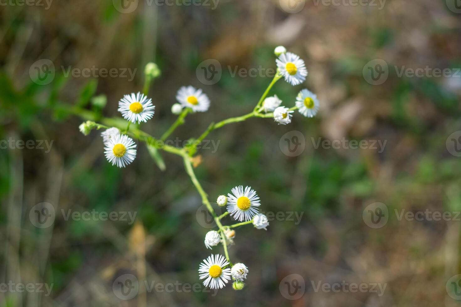 Sommer- Szene, Natur im das Sommer- Tag foto