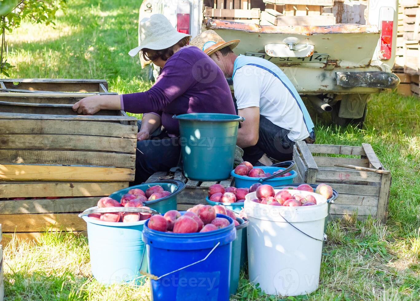 Person im Apfel Obstgarten, Person im das Garten foto