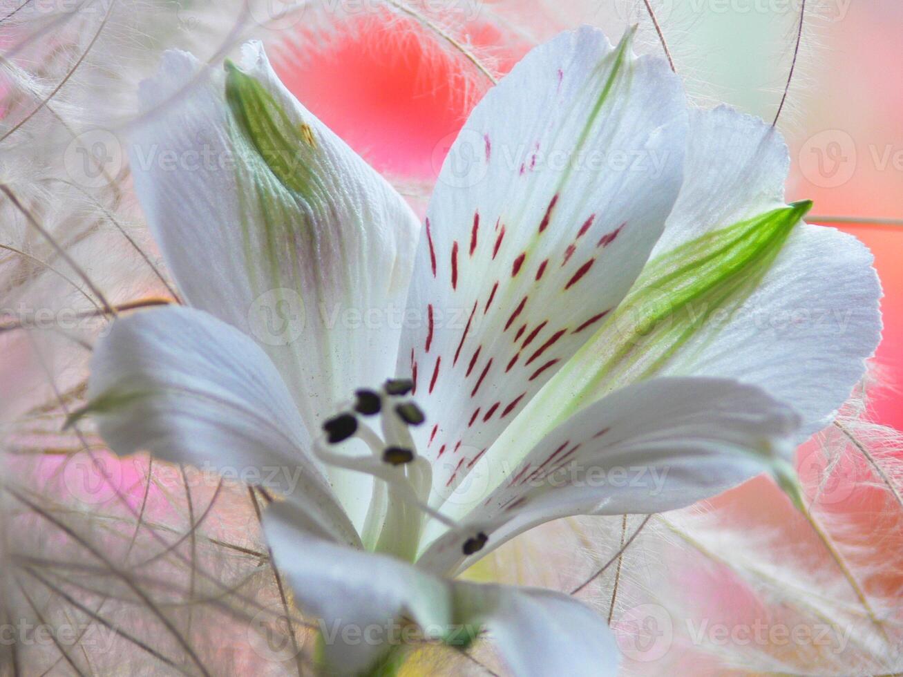 Weiß Lilie durch julie mcclure foto