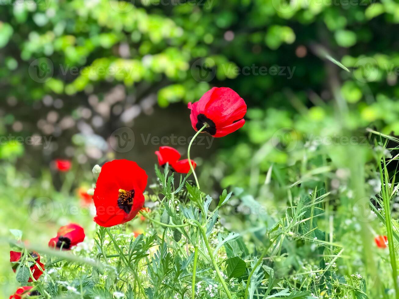 Natur im Frühling, Frühling Landschaft foto