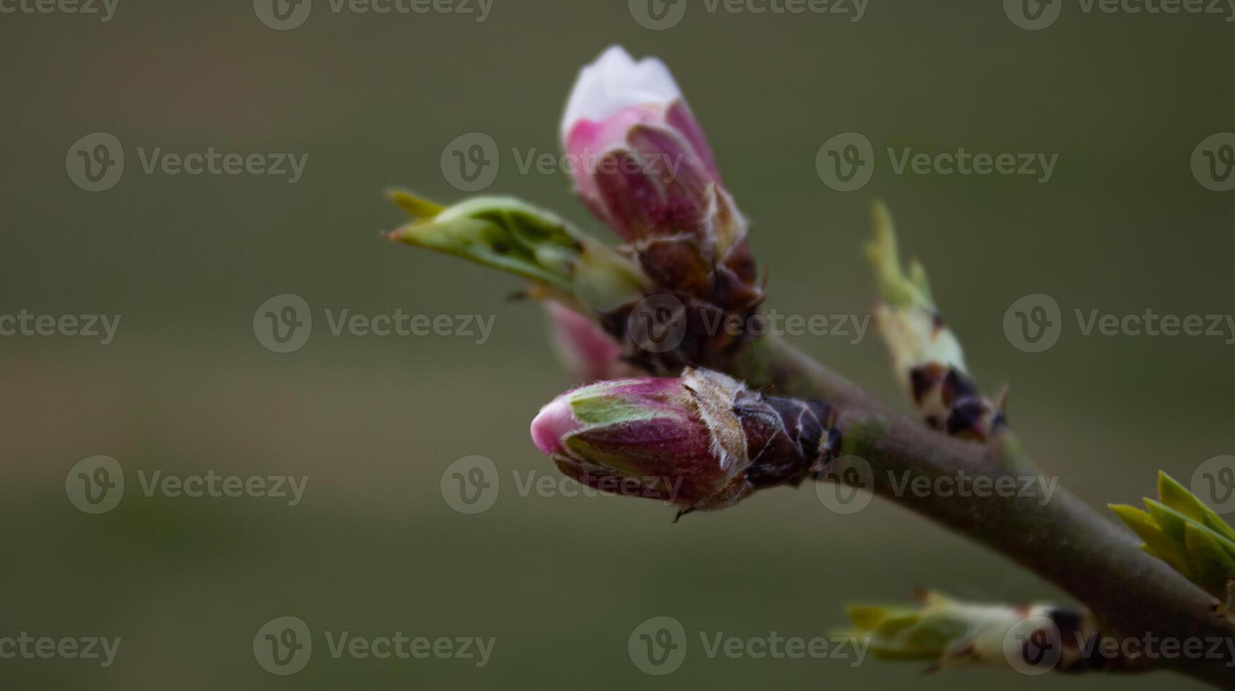 das Knospen von das Baum sind gehen zu blühen im Frühling foto