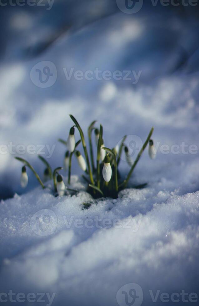 schön Schneeglöckchen Blumen wachsend im das Schnee. früh Frühling. foto