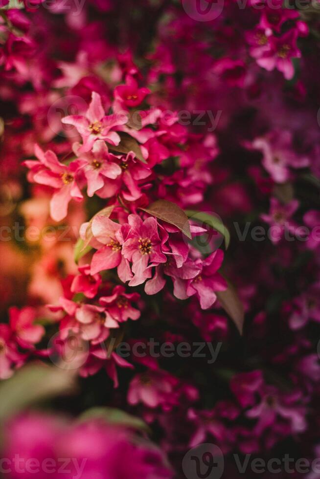schön Rosa Blumen im das Garten. Blumen- Hintergrund mit Rosa Blumen. foto