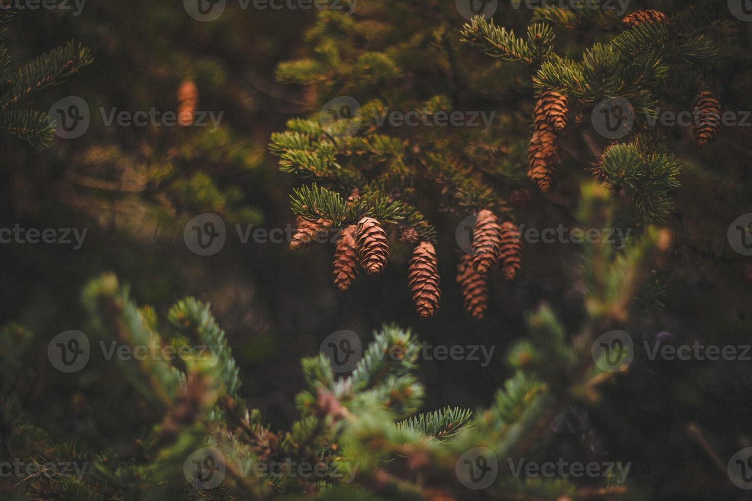 Fichte Geäst mit Zapfen im das Wald. retro Jahrgang Stil gefiltert Bild foto