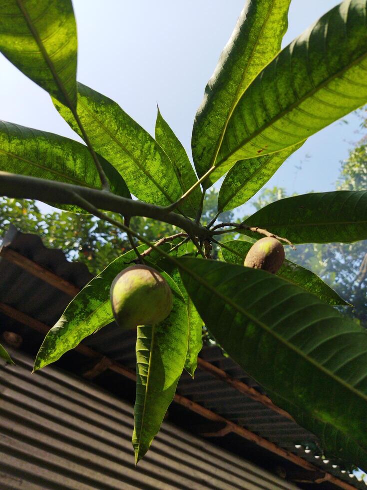 ein Baum mit Obst hängend von es foto