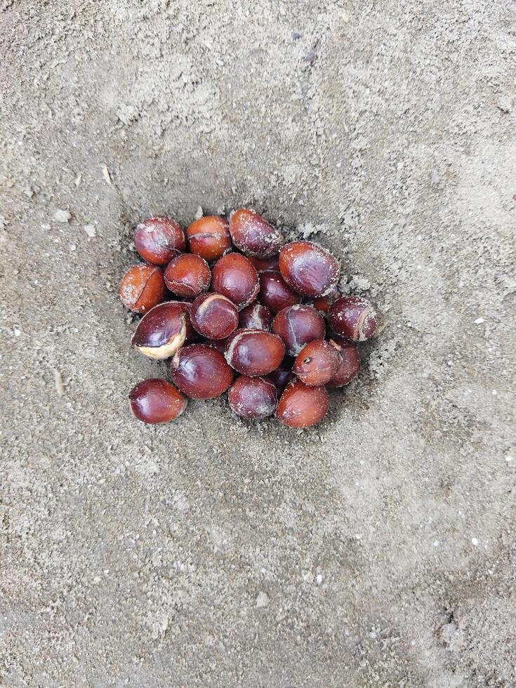 ein Bündel von Öl Palme Früchte auf das Boden foto