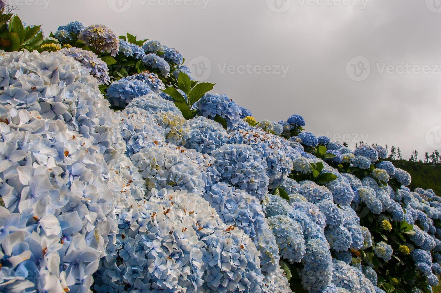 Hortensien sind das typisch Blumen von das Azoren Inseln foto