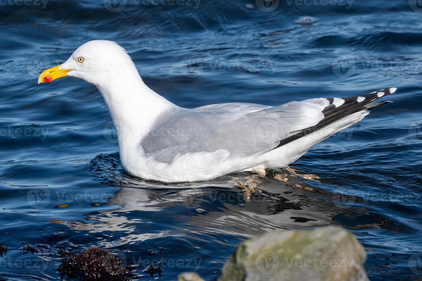 Möwe auf das Meer foto