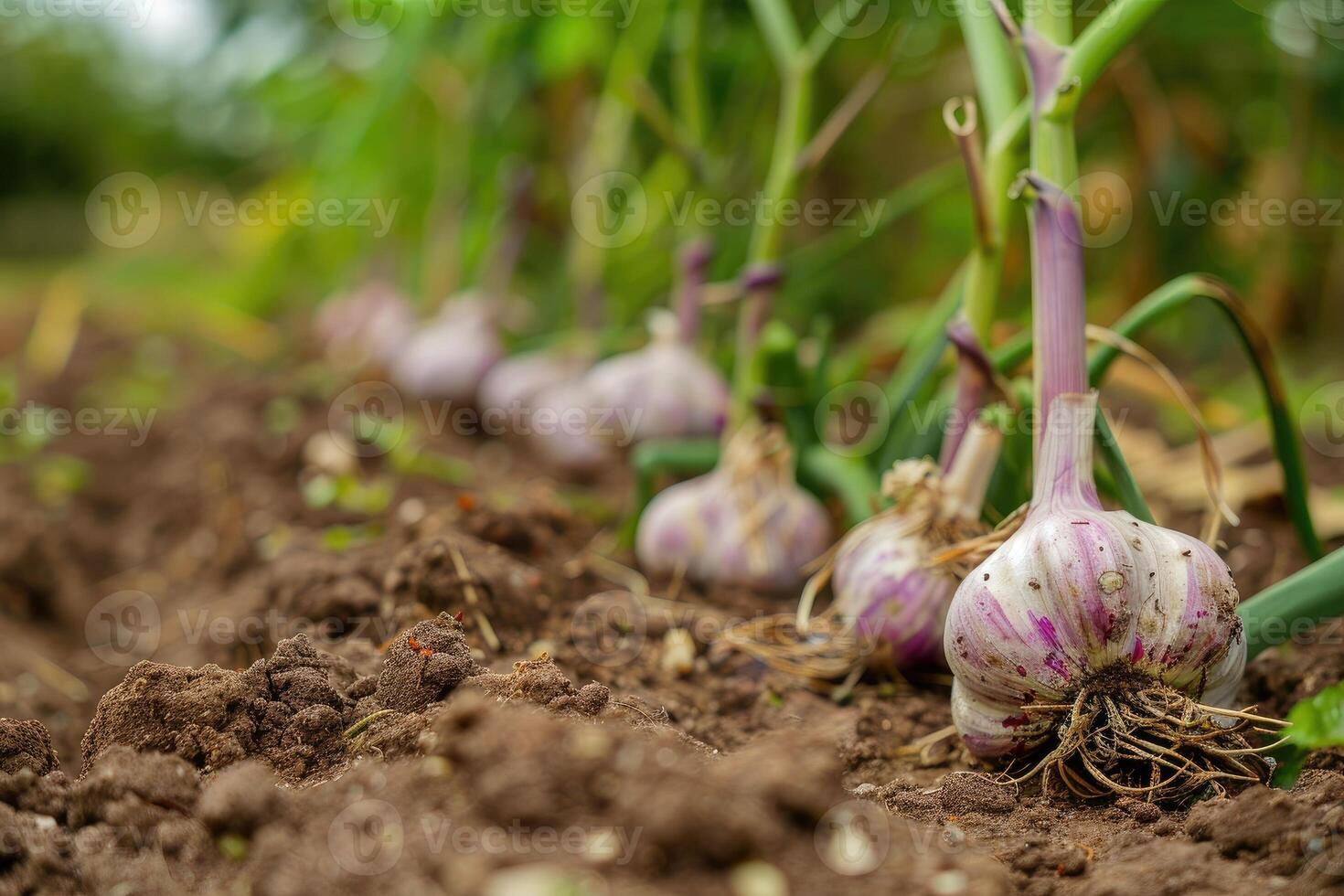 ai generiert Knoblauch im das Gemüse Garten. das Konzept von Frühling oder Herbst Gartenarbeit. foto