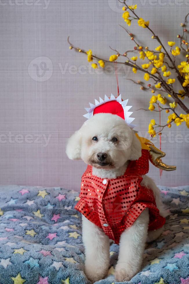 bezaubernd Weiß Pudel Hund Sitzung auf seine Bett tragen Chinesisch Neu Jahr Drachen Kleid mit Gelb Kirsche Blüte. foto
