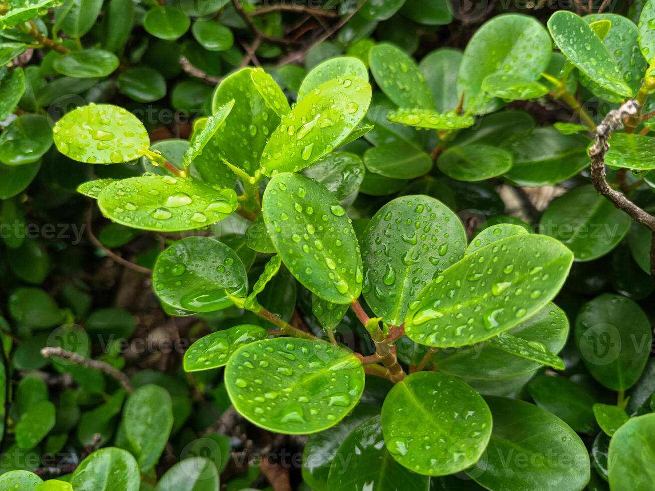 Ficus Annulata, Hintergrund von Banyan Baum Blätter nass von Regen foto