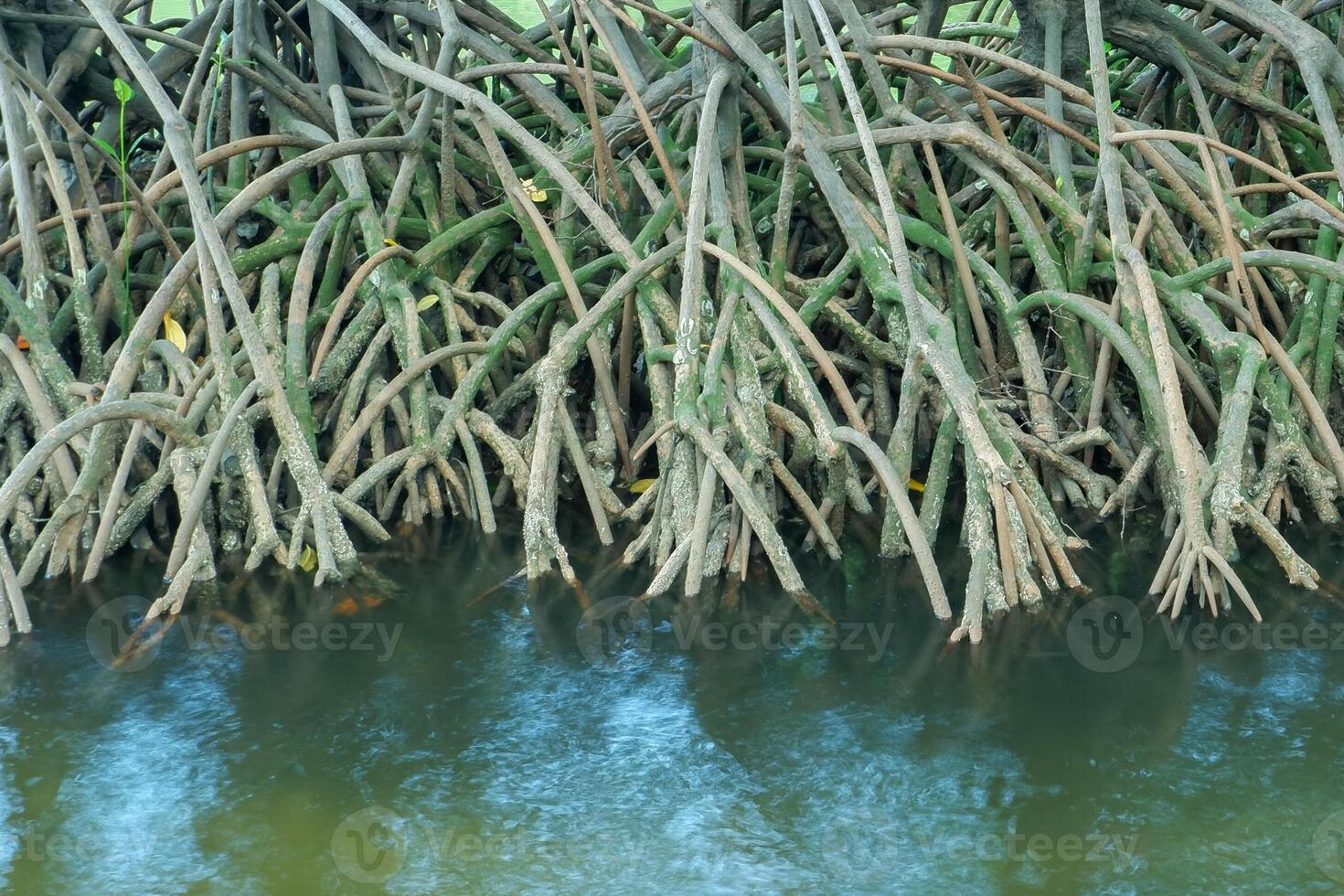 Mangrove Baum Wurzeln Das wachsen über Meer Wasser. Mangroven Funktion wie Pflanzen Das sind fähig zu standhalten Meer Wasser Ströme Das erodieren Küsten Land foto