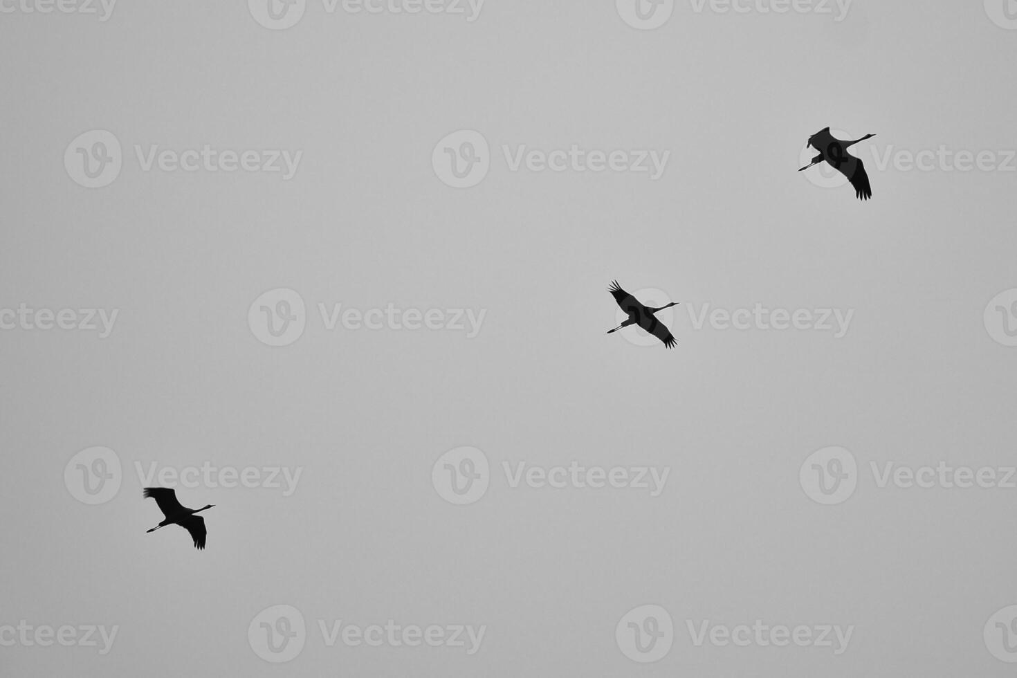 Kräne fliegen im v Formation im das Himmel. wandernd Vögel auf das Verdammt. schwarz Weiß foto