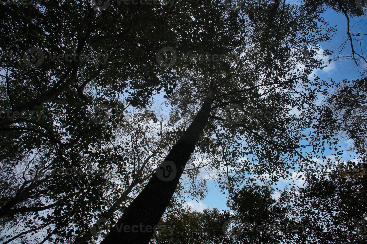 Aussicht in das Krone von ein laubabwerfend Baum im das Wald. nach oben entlang das Kofferraum foto