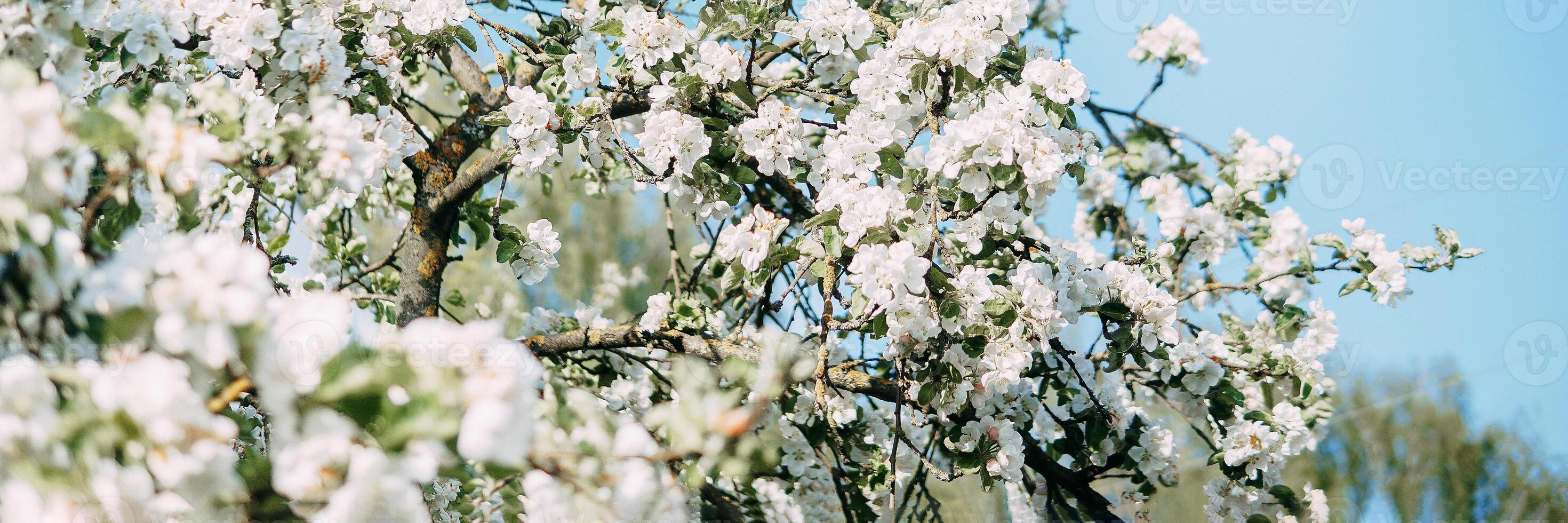 Blühen Apfel Baum Geäst mit Weiß Blumen Nahansicht. foto