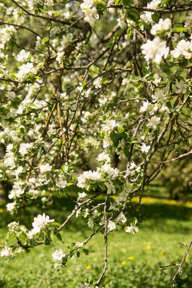 Blühen Apfel Baum Geäst mit Weiß Blumen Nahansicht. foto