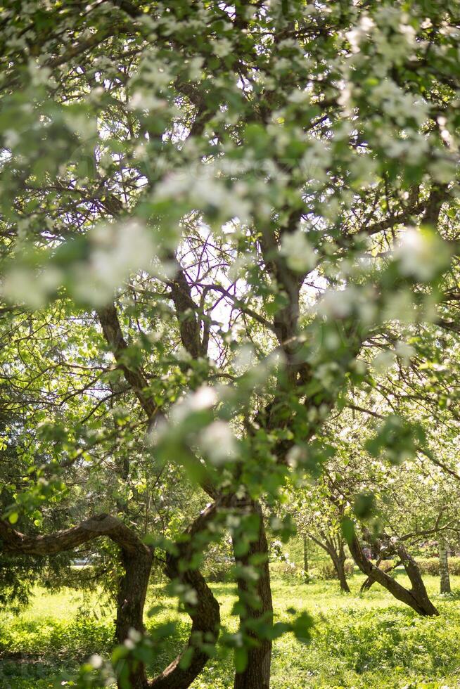 Blühen Apfel Baum Geäst mit Weiß Blumen Nahansicht. foto