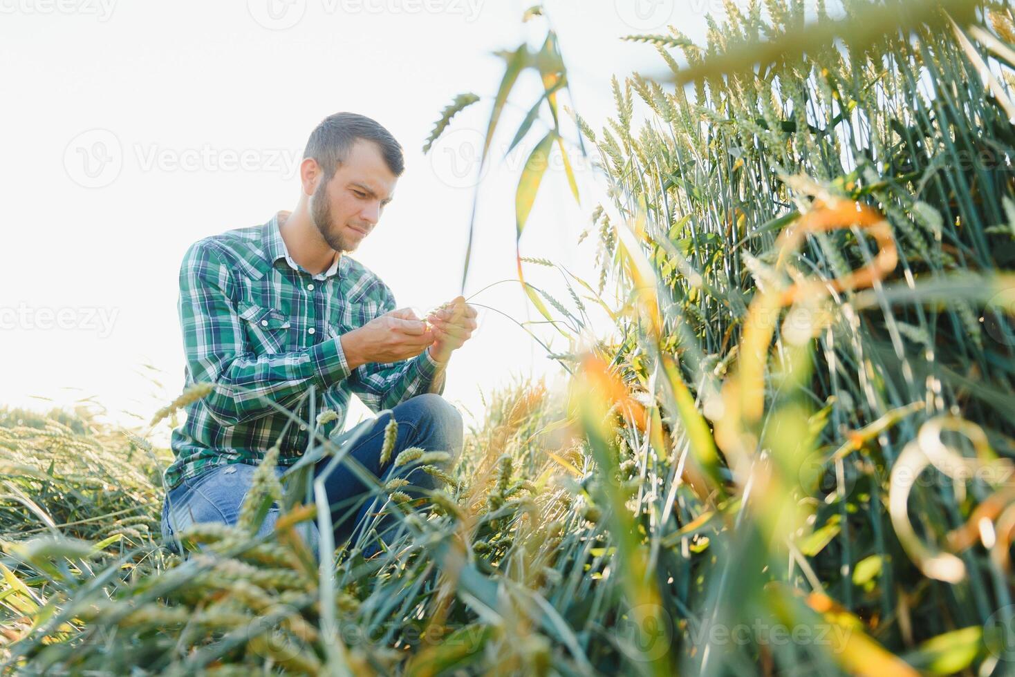 glücklich reifen Techniker Überprüfung das Wachstum von das Weizen zum ein Qualität Steuerung im ein Müsli Feld im Sommer- foto