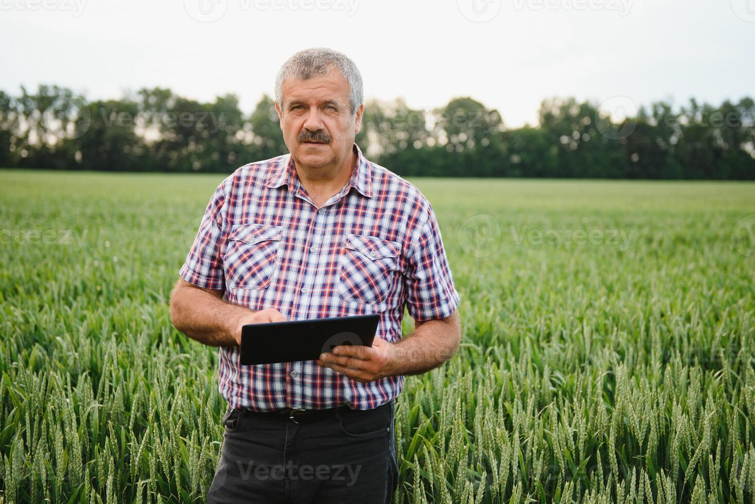 Porträt von Senior Farmer Agronom im Weizen Feld suchen im das Distanz. erfolgreich organisch Essen Produktion und Anbau foto